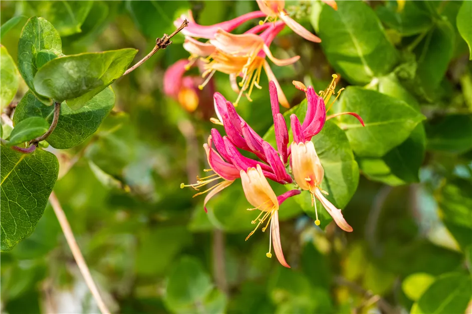 Lonicera heckrottii (x) 'Goldflame', Geissblatt, Heckenkirsche