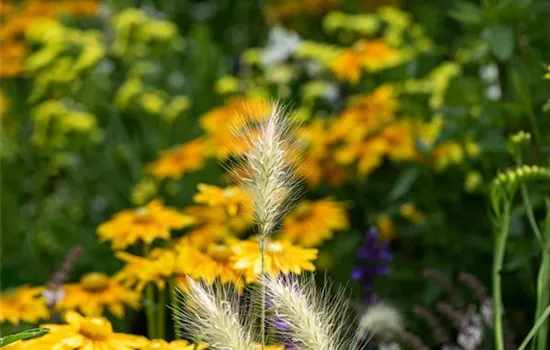 Pennisetum alop. 'Little Bunny'