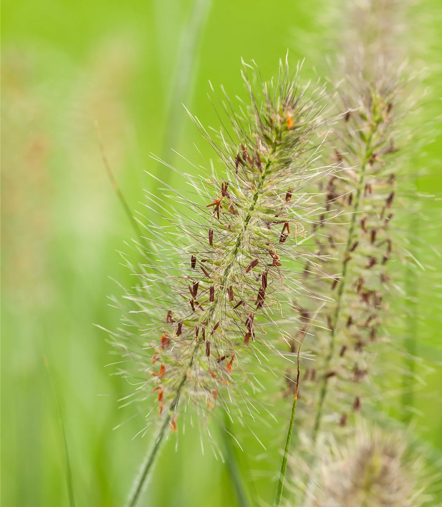 Pennisetum alopecuroides 'Hameln' Pennisetum alopecuroides 'Hameln'