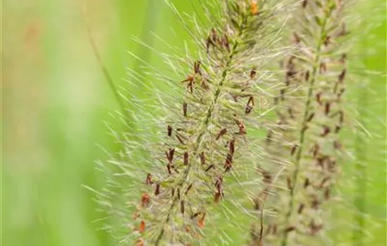 Pennisetum alopecuroides 'Hameln'