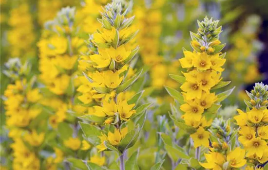 Lysimachia vulgaris