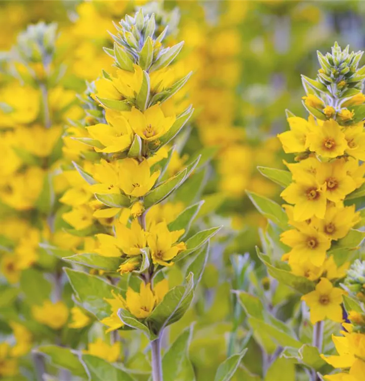 Gewöhnlicher Gilbweiderich - Lysimachia vulgaris