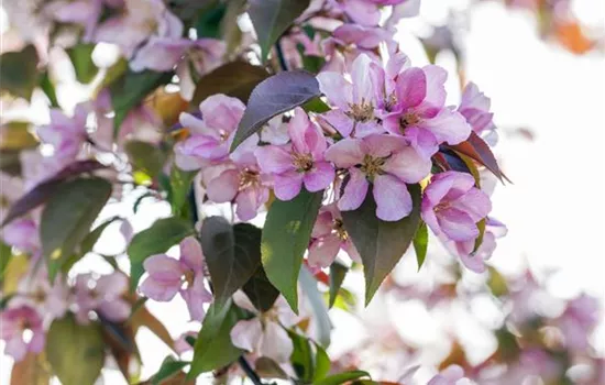Malus floribunda
