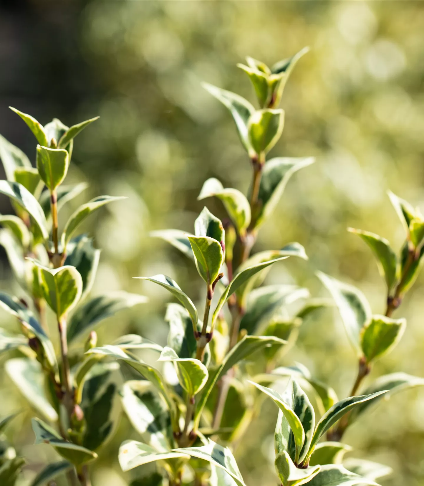 Osmanthus heterophyllus 'Variegatus'