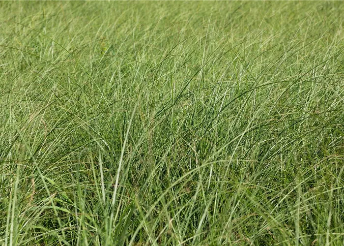 Miscanthus sinensis 'Gracillimus' Miscanthus sinensis 'Gracillimus'
