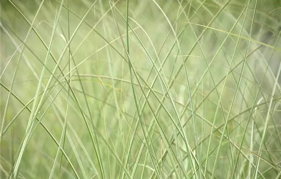 Miscanthus sinensis 'Strictus'