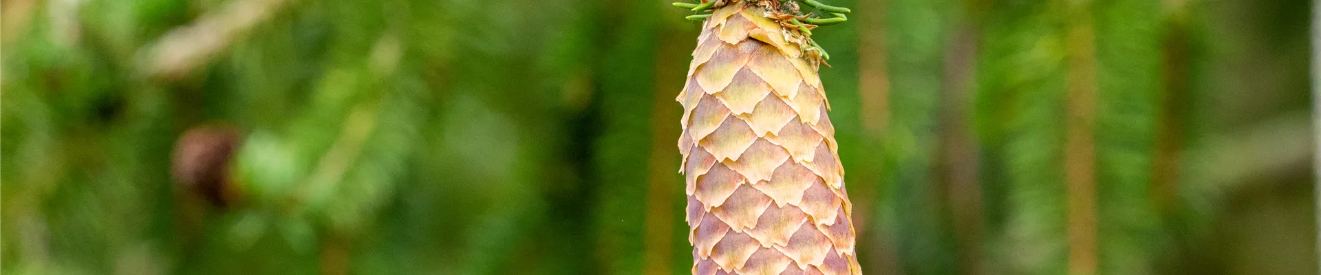 Bodendecker online kaufen | Bauer Baumschulen AG