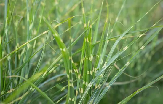 Miscanthus sinensis 'Zebrinus'