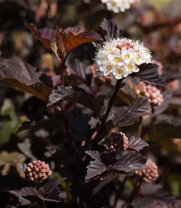 Physocarpus opulifolius 'Diabolo'