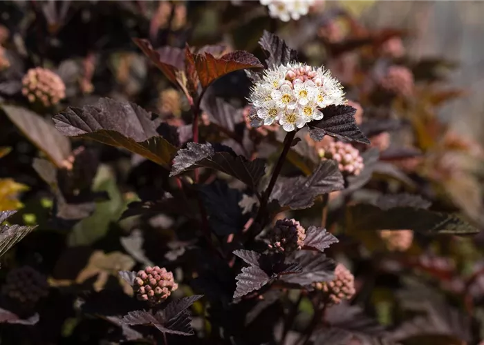 Physocarpus opulifolius 'Diabolo' Physocarpus opulifolius 'Diabolo'