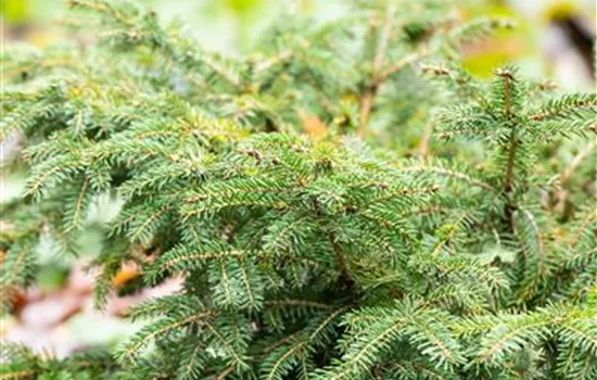 Picea abies 'Nidiformis'