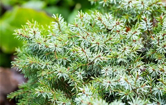 Picea omorika 'Nana'
