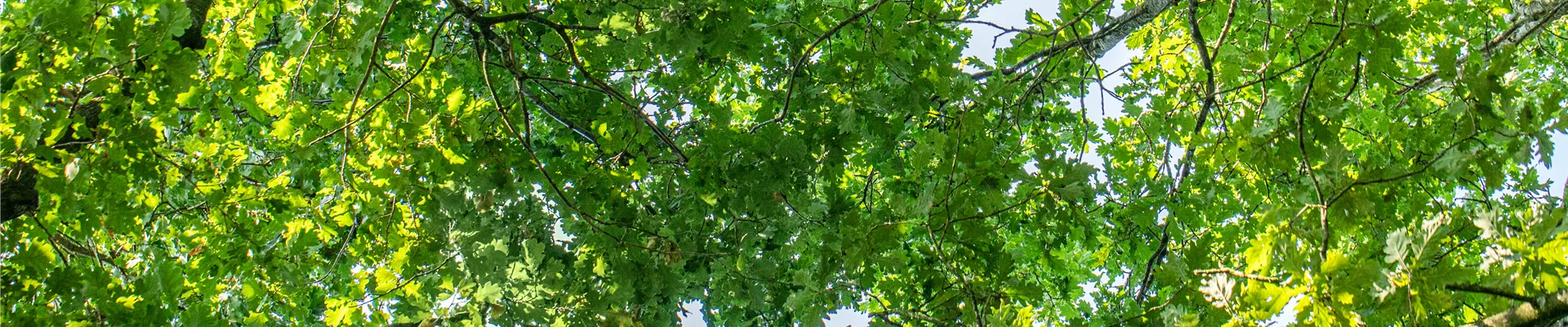 Bodendecker online kaufen | Bauer Baumschulen AG Bodendecker online kaufen | Bauer Baumschulen AG