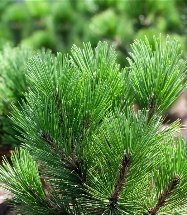 Pinus heldreichii