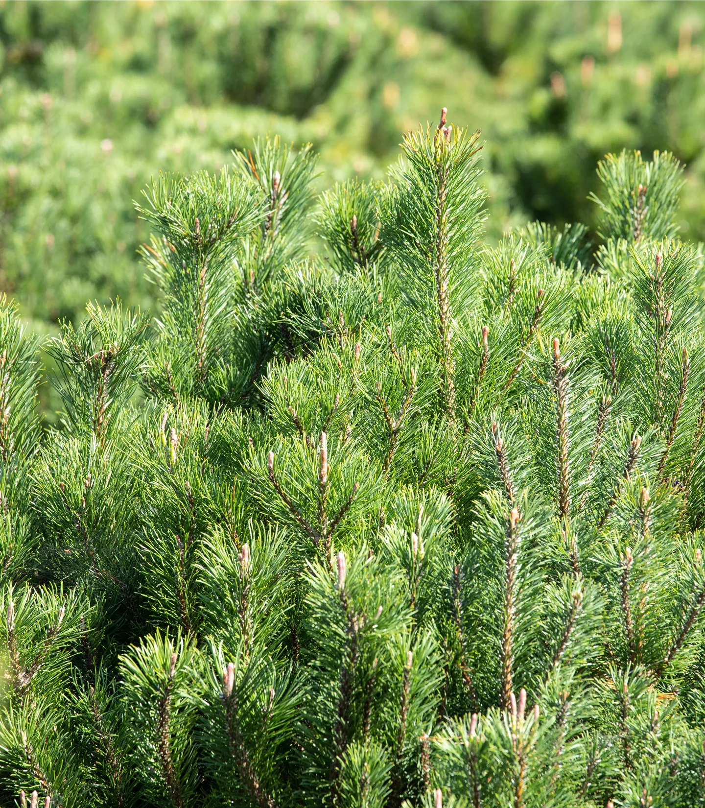 Pinus mugo ssp. mugo