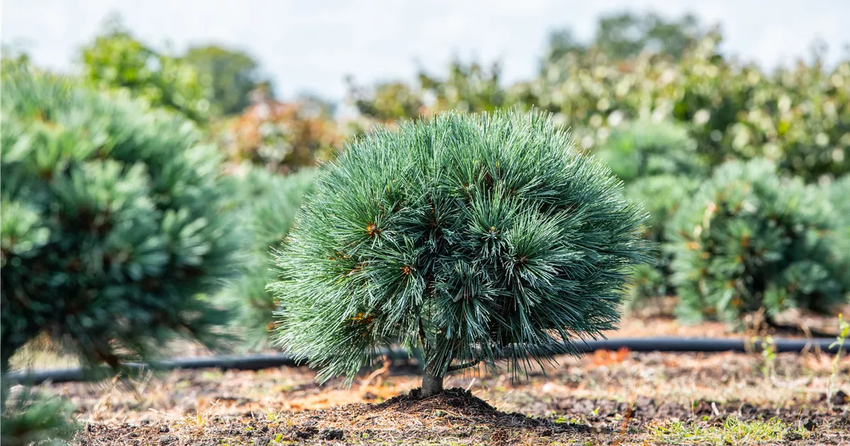 Pinus parviflora 'Bonsai', Mdchenkiefer 'Bonsai'
