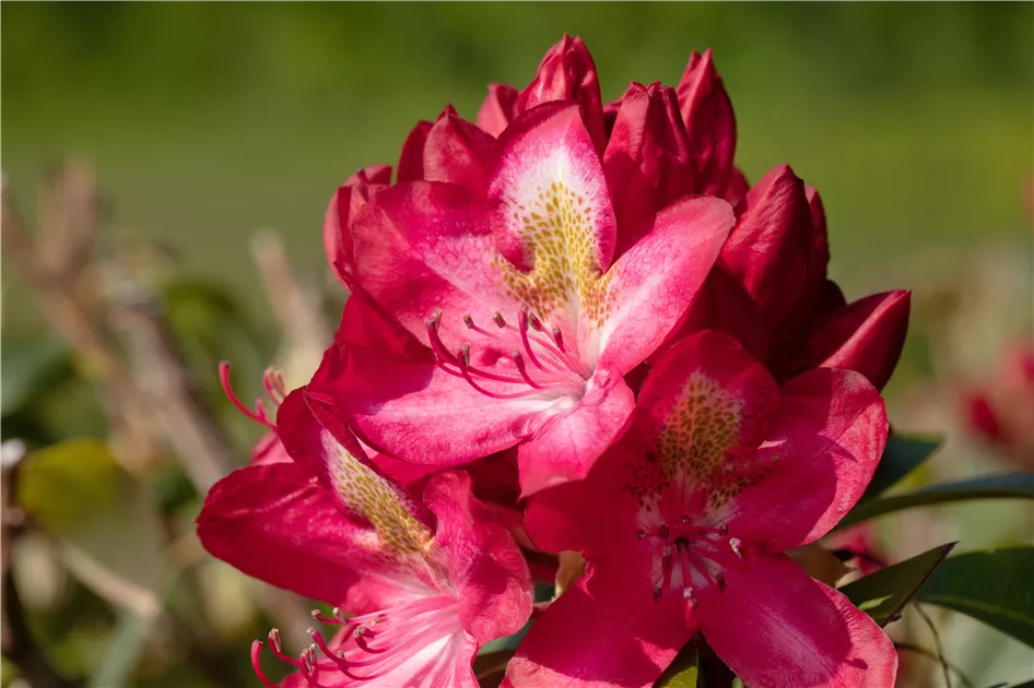 aldi nord rhododendron 3er-Set Rhododendron / Alpenrose  Lila, Rosa & Wei  Immergrne  winterharte Gartenpflanzen  Blhstrucher fr Beet, Balkon & Kbel  Hhe  inkl.
