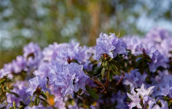 Rhododendron 'Gletschernacht'