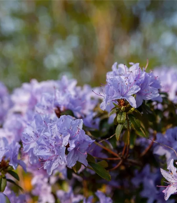 Rhododendron impeditum