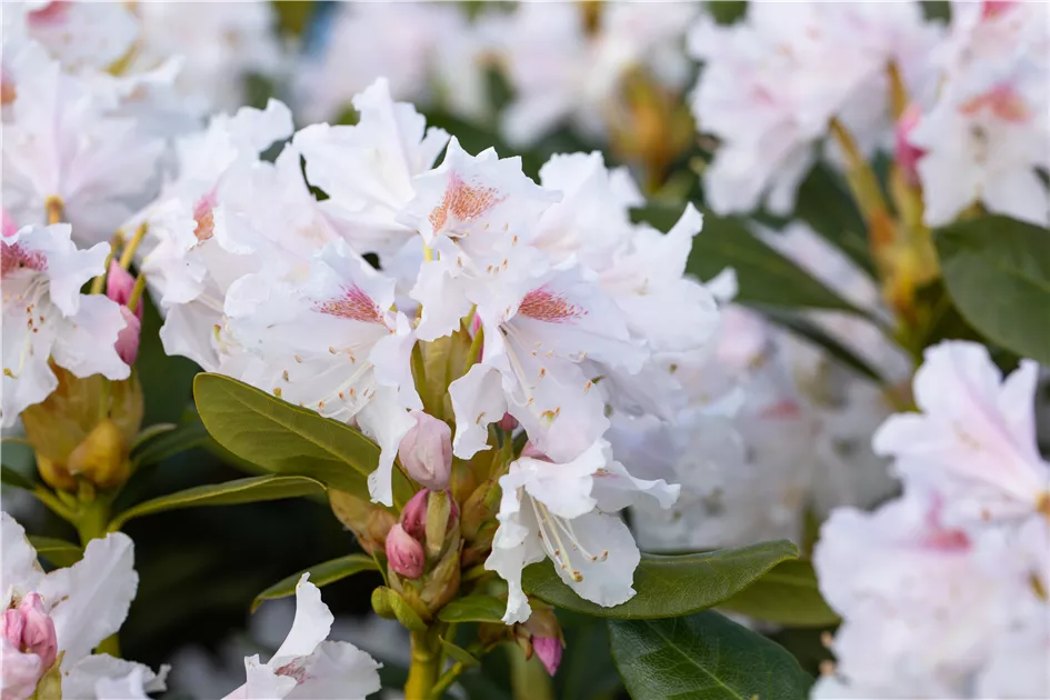 welchen dünger nimmt man für olivenbäume Olivenbaum Dünger von Flora Boost main image 0