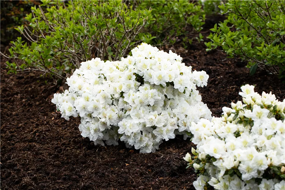 Rhododendron 'Cunningham's White', Rhododendron