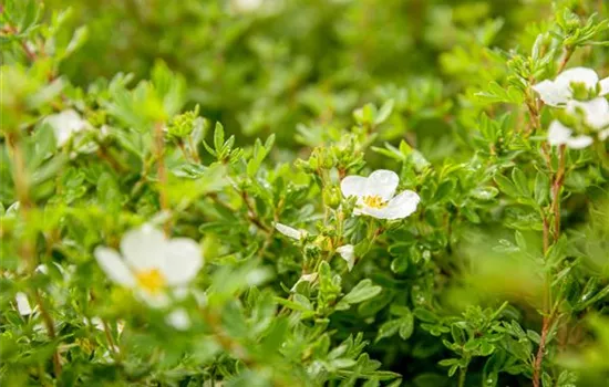 Potentilla fruticosa 'Abbotswood'