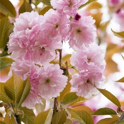 Hochstamm mit Ballen Stammumfang 12 - 14cm - Japanische Kirsche - Prunus serrulata 'Kanzan'