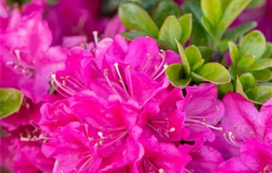 Rhododendron 'Blutopia', Rhododendron
