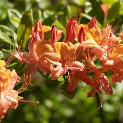 im Container Höhe 50-60cm - Sommergrüne Azalee 'Coccinea Speciosa' - Rhododendron (Ghent Azalee) 'Coccinea Speciosa'