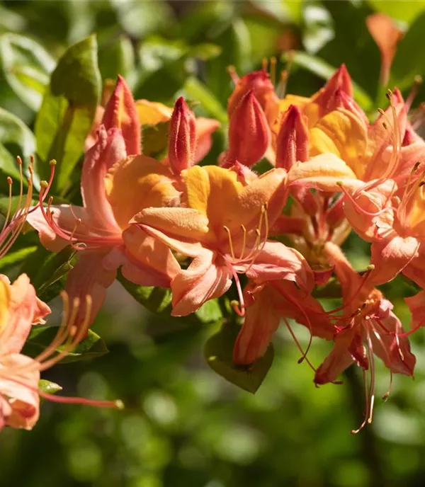 Rhododendron (Ghent Azalee) 'Coccinea Speciosa'