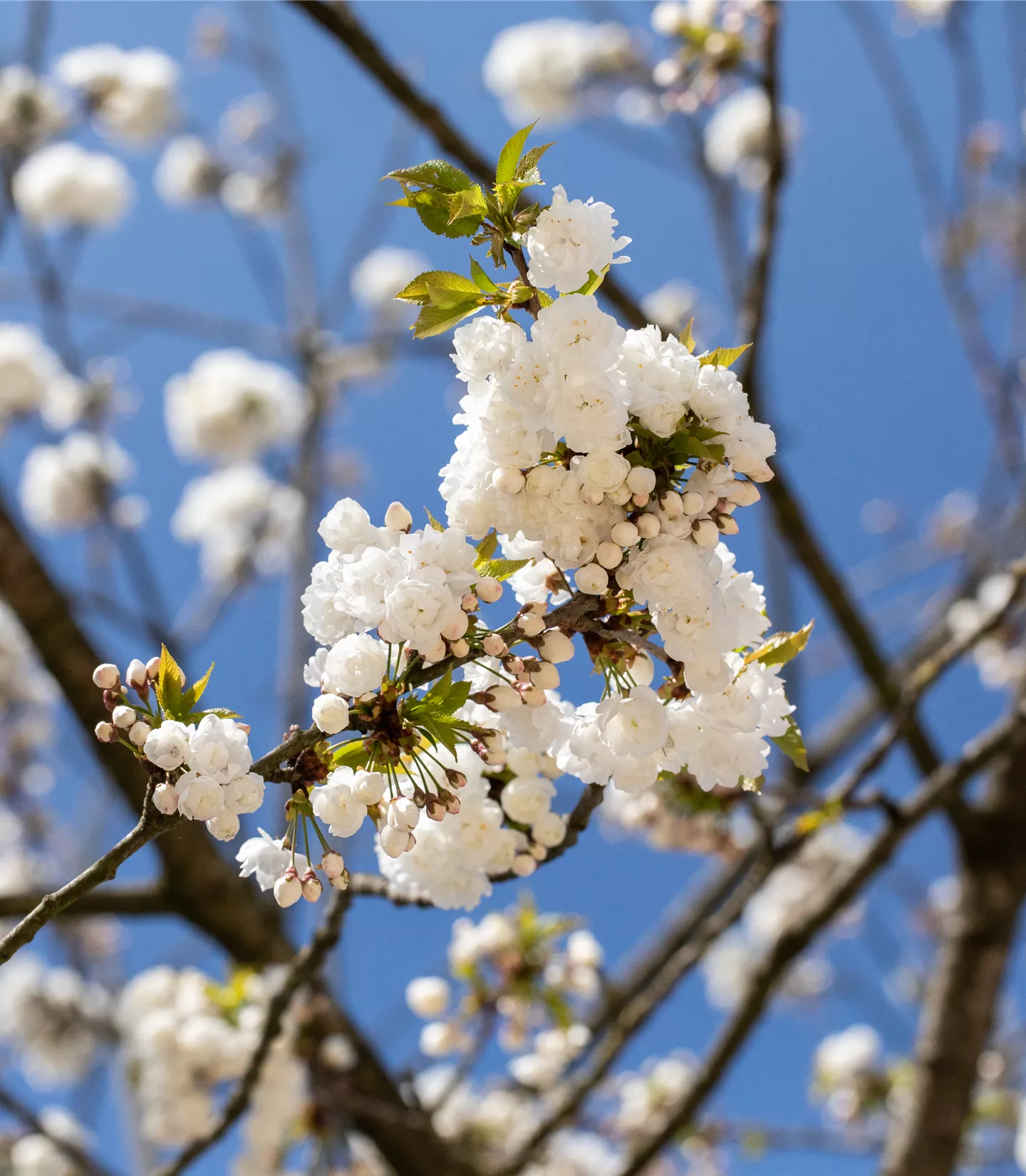 Prunus avium 'Plena'