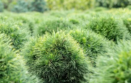 Pinus strobus 'Minima'
