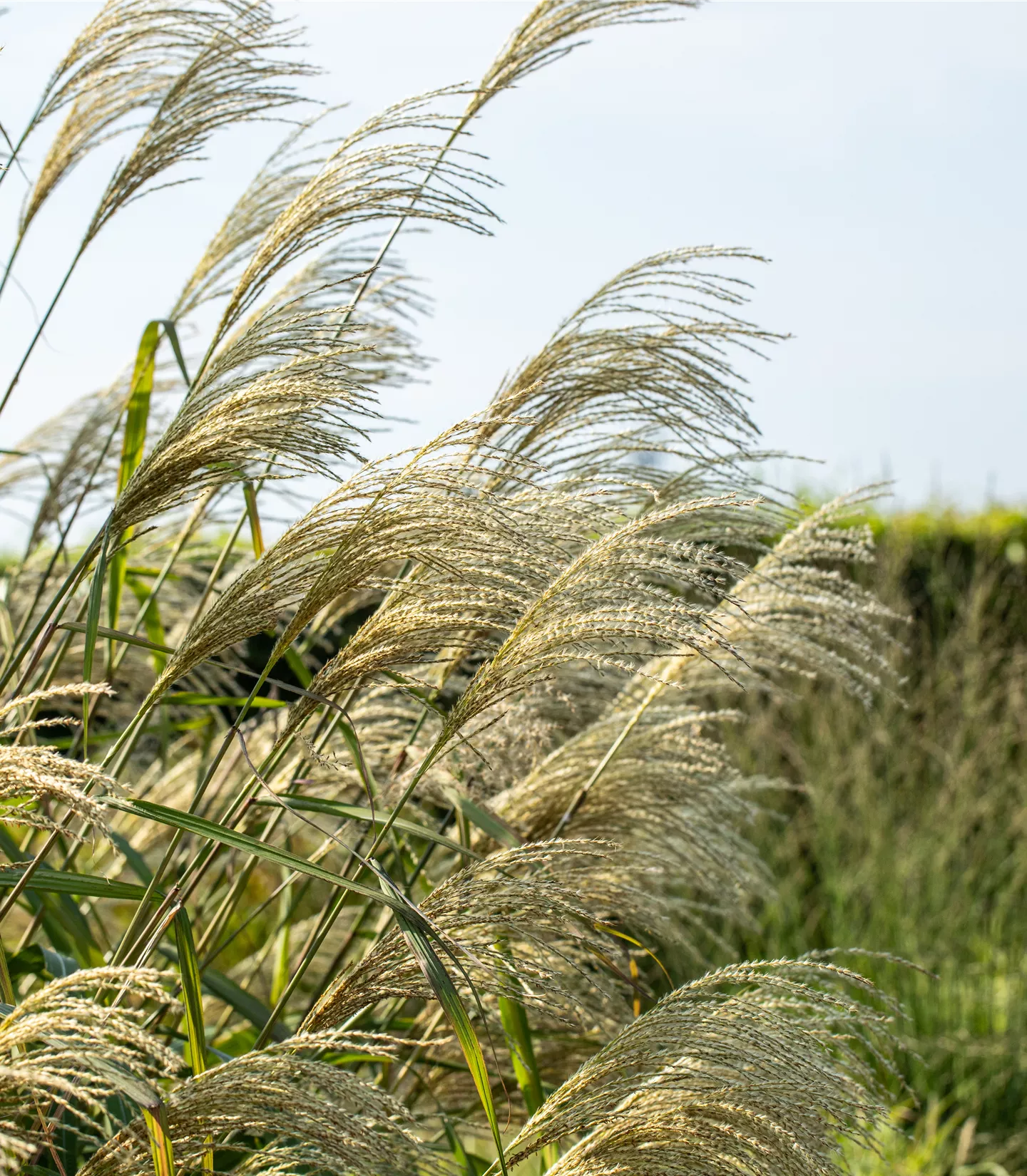 Miscanthus giganteus (x)
