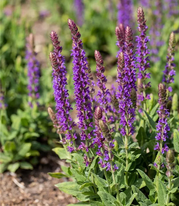 Salvia nemorosa 'Ostfriesland'