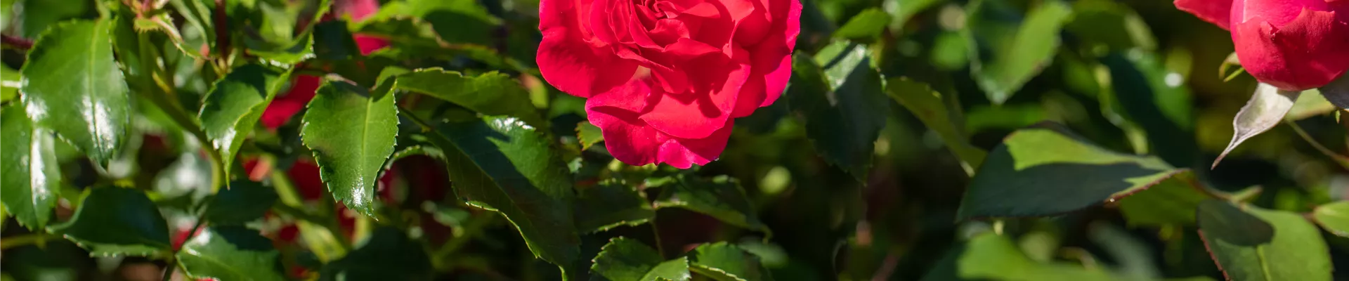 Rosiers couvre-sol Rosiers couvre-sol