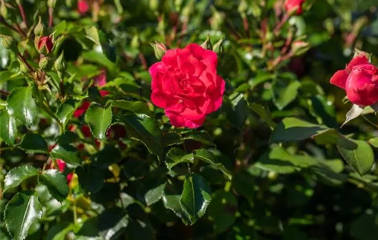 Rosa (Bodendeckerrose) 'Bernensis'