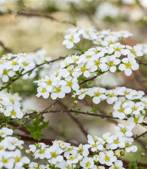 Spiraea vanhouttei (x)