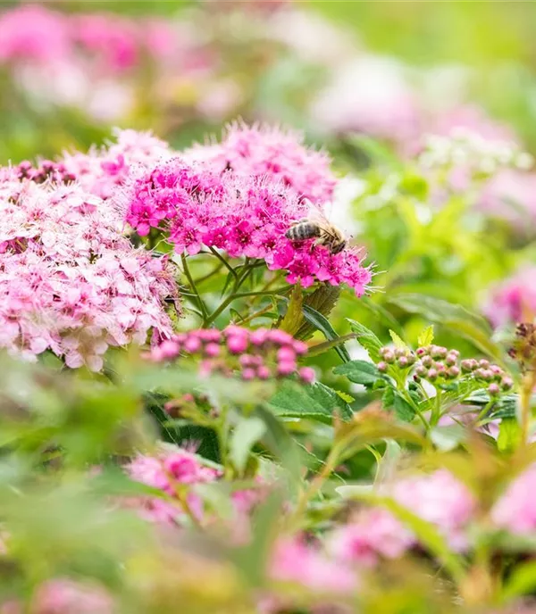 Spiraea japonica 'Little Princess'