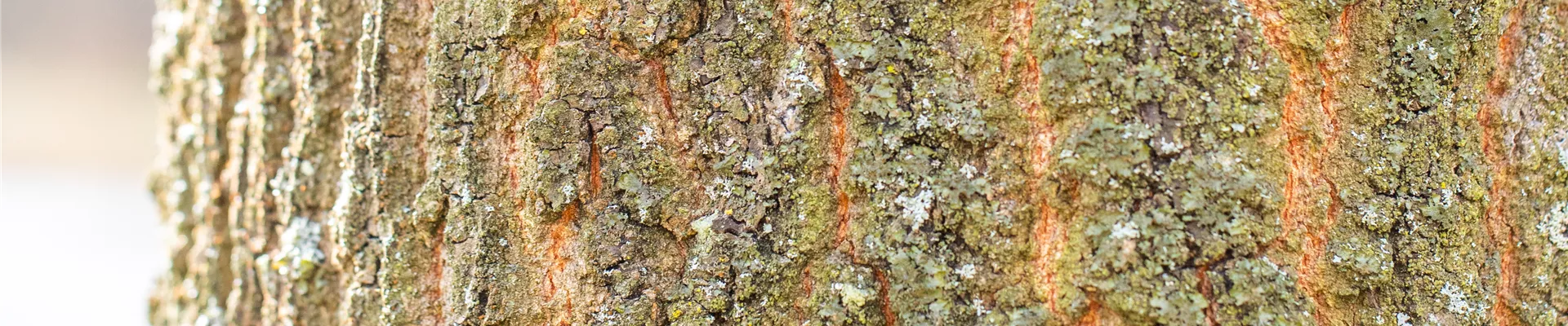 Bodendecker online kaufen | Bauer Baumschulen AG Bodendecker online kaufen | Bauer Baumschulen AG