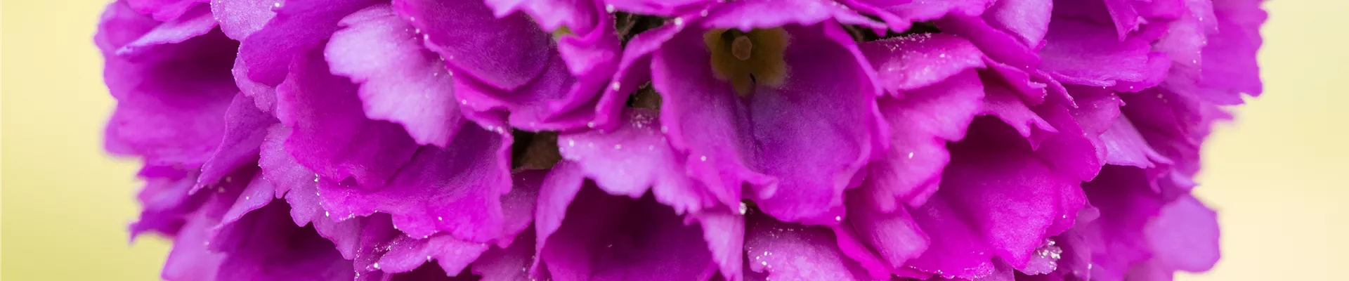 Bodendecker online kaufen | Bauer Baumschulen AG Bodendecker online kaufen | Bauer Baumschulen AG