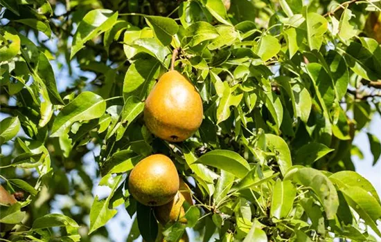 Pyrus (Birne) 'Kaiser Alexander'