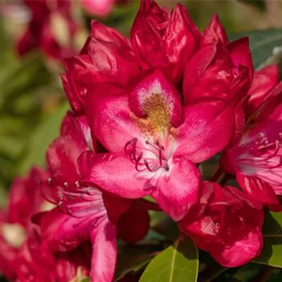 MB/ 40 - 50 - Rhododendron - Rhododendron 'Junifeuer'