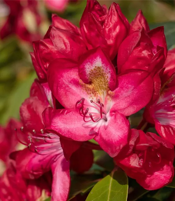 Rhododendron 'Junifeuer'