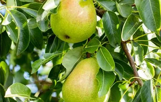 Pyrus (Birne) 'Comice'