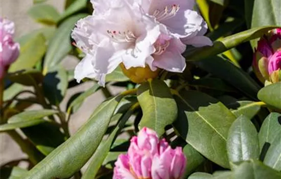 Rhododendron (Yakushimanum) 'Schneekrone'