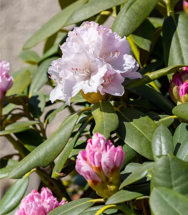 Rhododendron (Yakushimanum) 'Schneekrone'