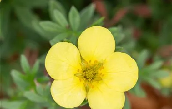 Potentilla fruticosa 'Kobold'