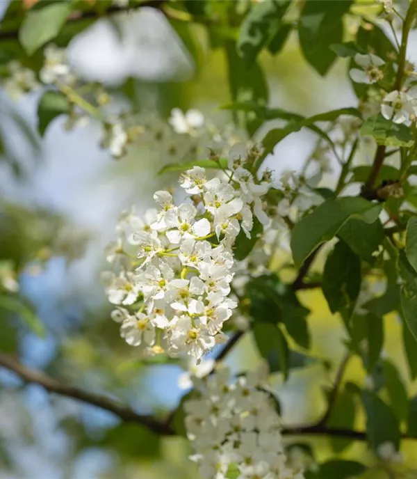 Prunus padus