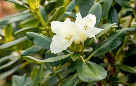 Rhododendron (Yakushimanum) 'Flava'
