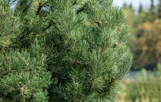Pinus sylvestris 'Fastigiata'